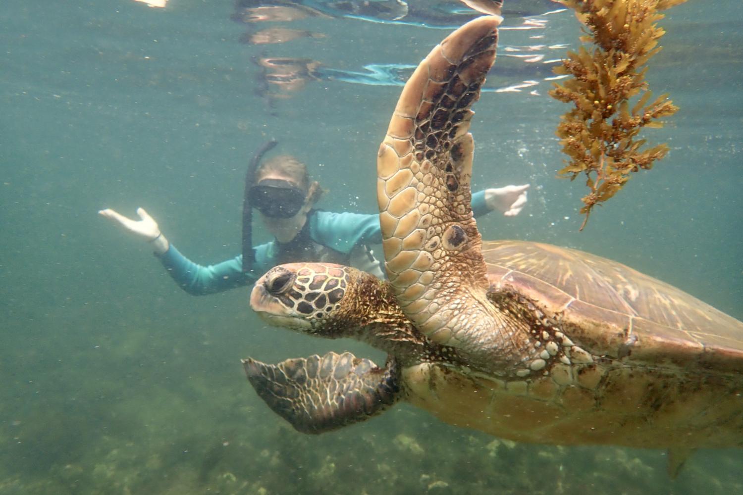 一名<a href='http://jqivzk.wztxbz.com'>博彩网址大全</a>学生在Galápagos群岛游学途中与一只巨龟游泳.